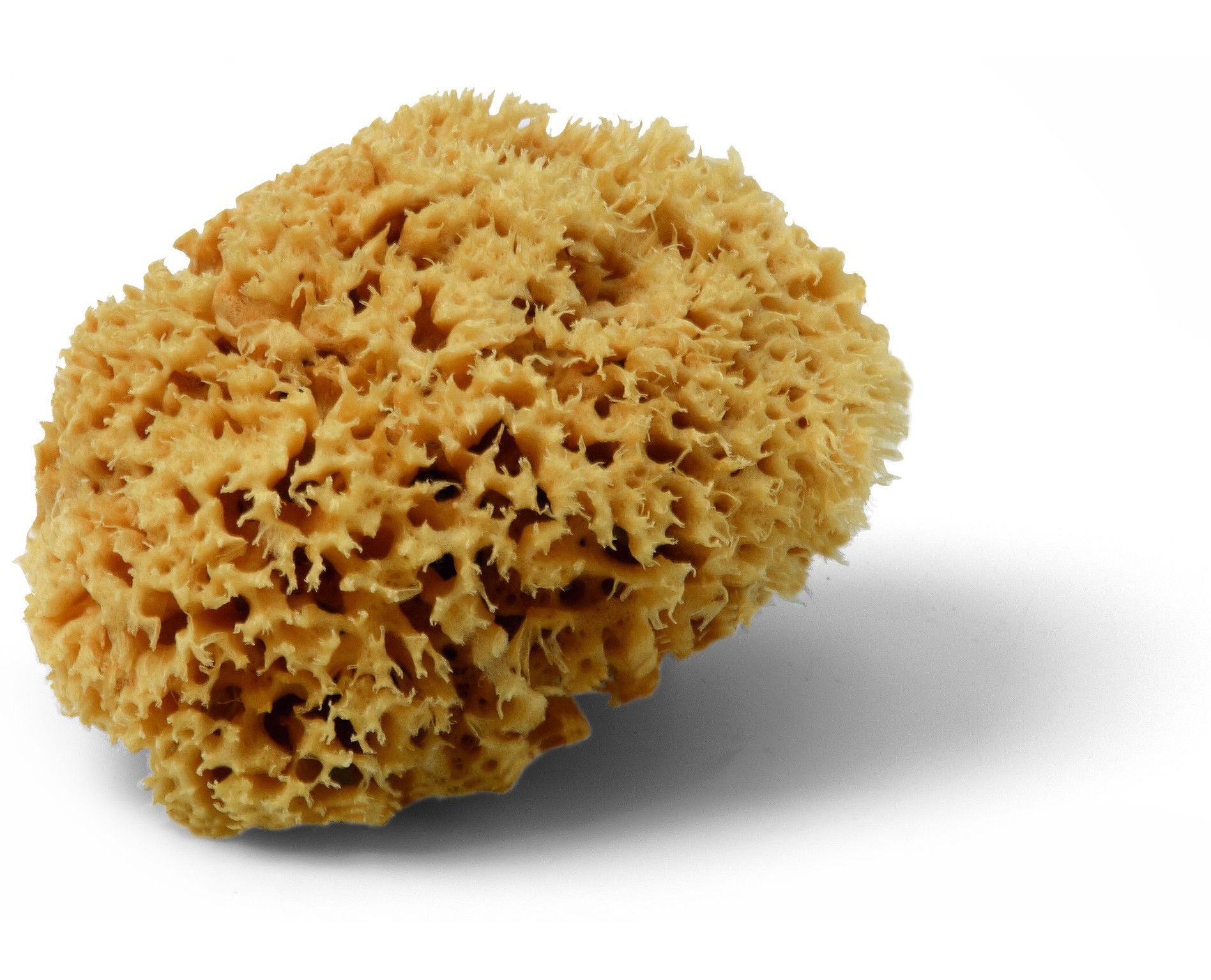 Schuller MAGIC SPONGE természetes szivacs termék fő termékképe